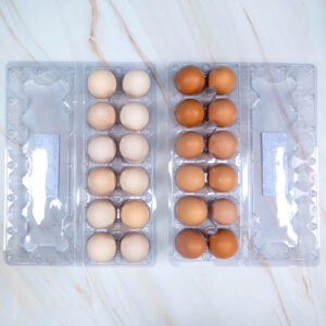 Misri 12 Pcs + Roman Brown 12 Pcs