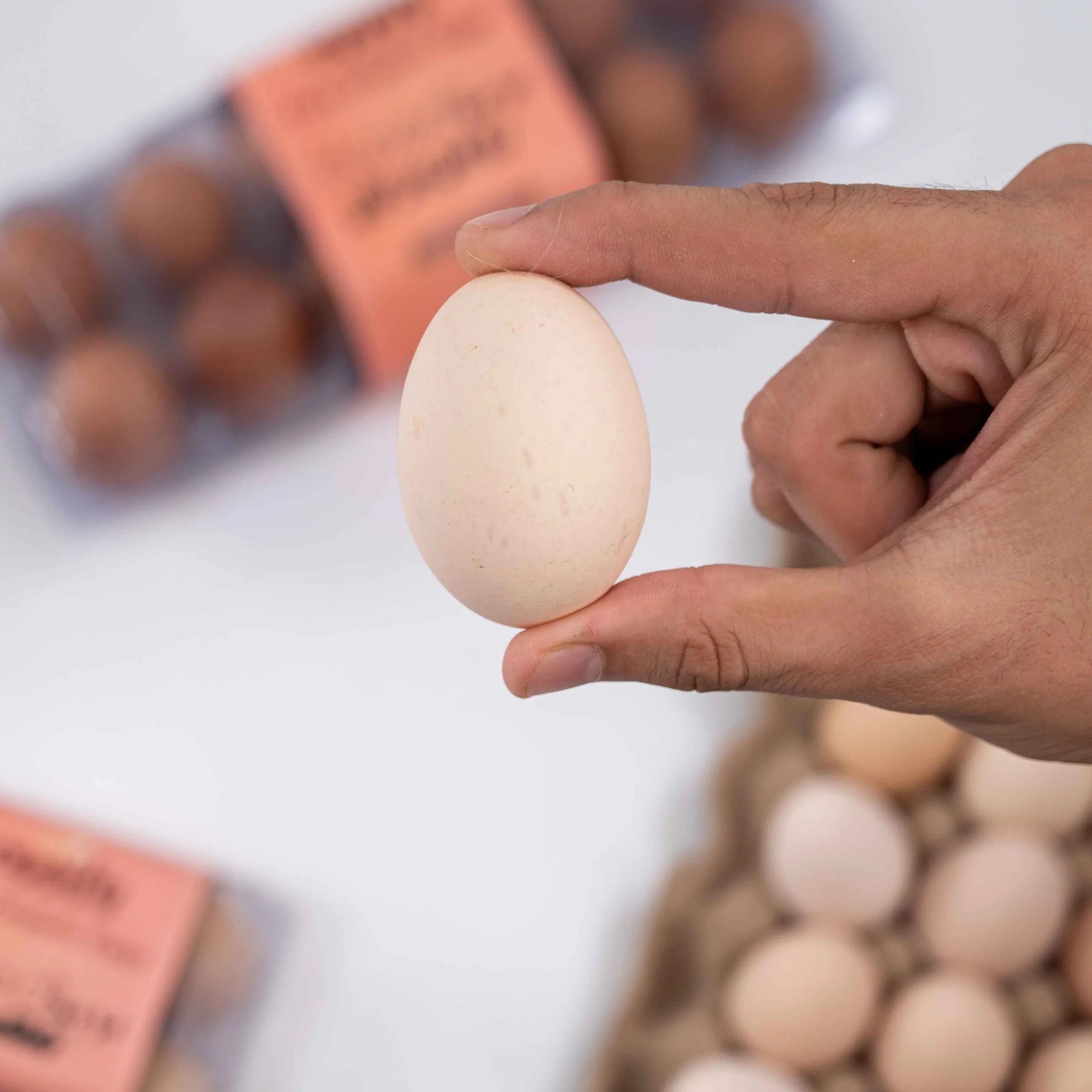 Misri Full Crate + Roman Brown 12 Pcs - Image 4