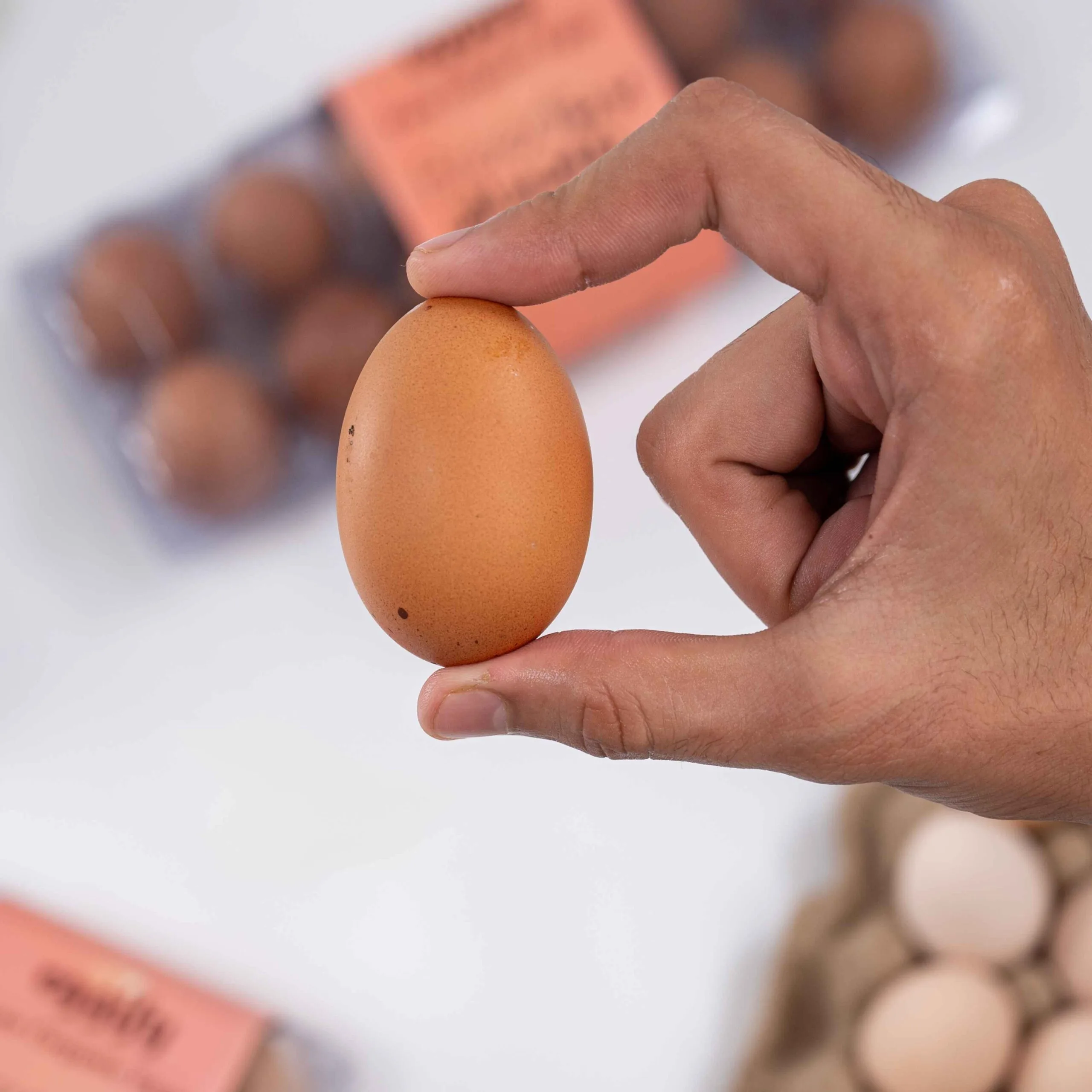 Misri Full Crate + Roman Brown 12 Pcs - Image 5