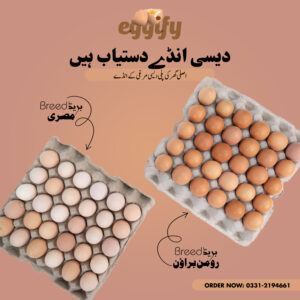 Organic Eggs, Naturally Fresh! 🥚 by Eggify