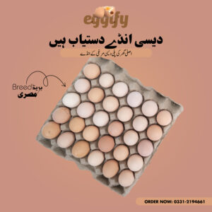 Misri Breed - Desi Eggs